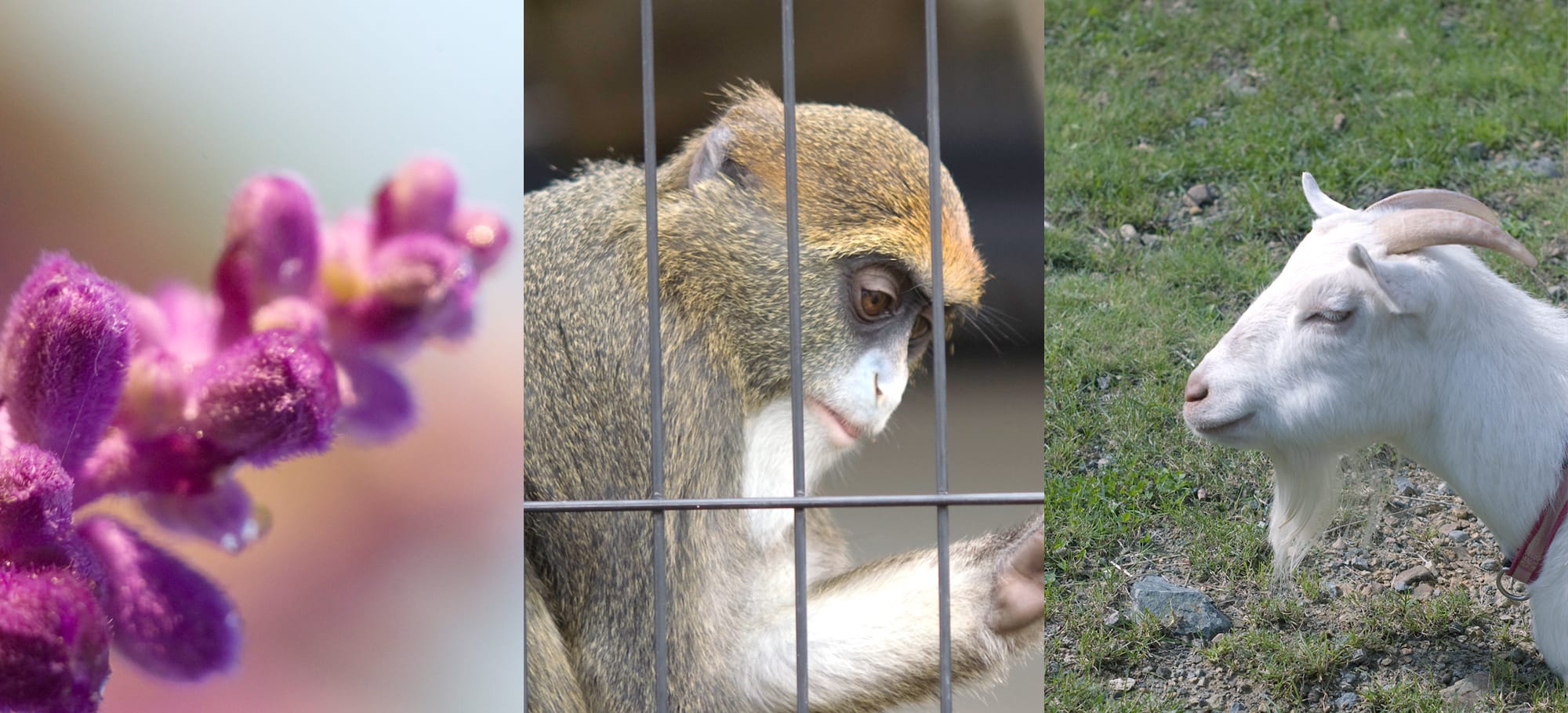 animals